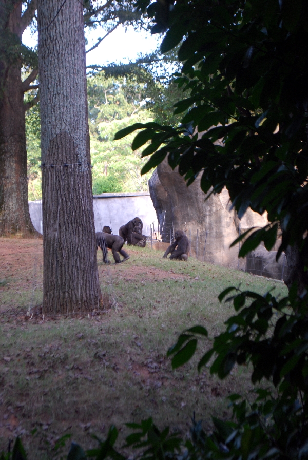 AZA 9-17-11 Atlanta Zoo