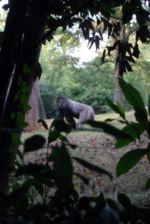 AZA 9-17-11 Atlanta Zoo