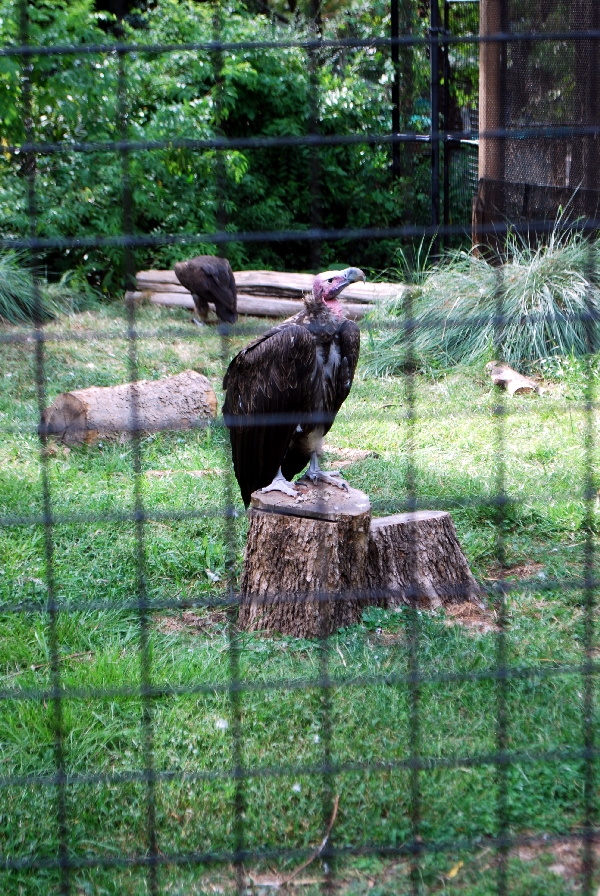 AZA 9-17-11 Atlanta Zoo