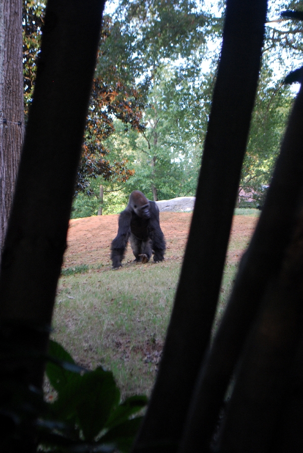 AZA 9-17-11 Atlanta Zoo