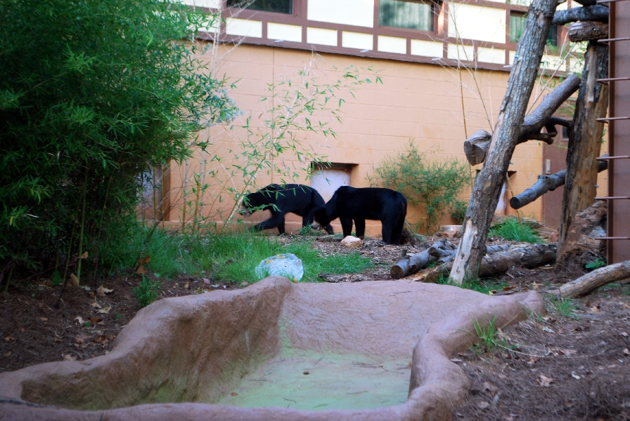 AZA 9-17-11 Atlanta Zoo