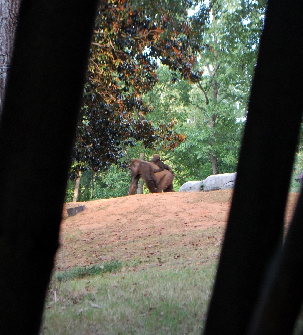 AZA 9-17-11 Atlanta Zoo