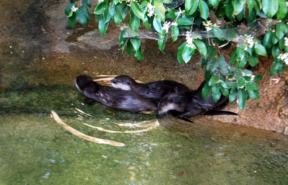 AZA 9-17-11 Atlanta Zoo