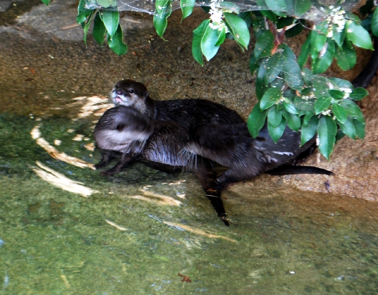 AZA 9-17-11 Atlanta Zoo