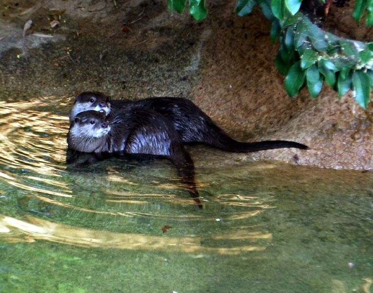 AZA 9-17-11 Atlanta Zoo