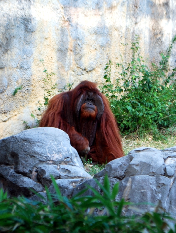 AZA 9-17-11 Atlanta Zoo