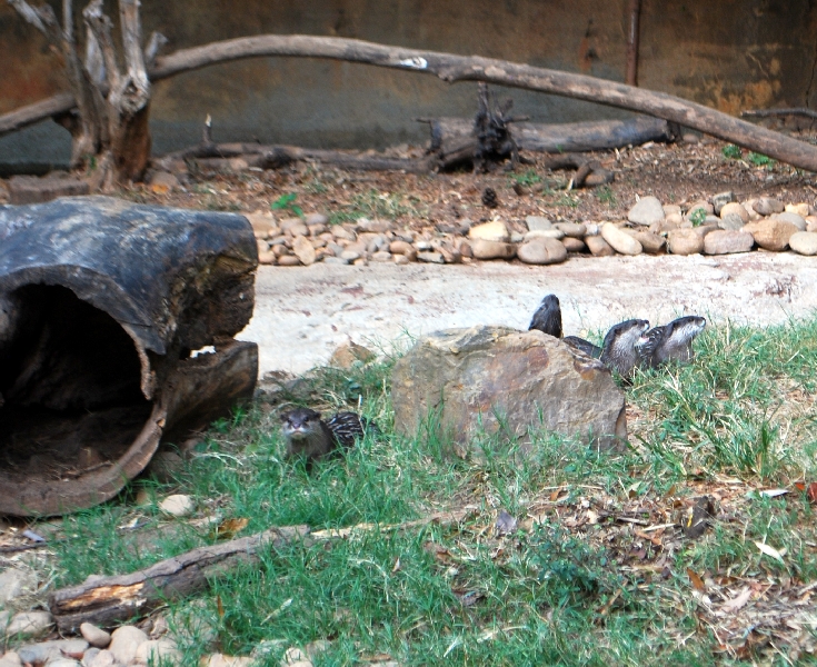 AZA 9-17-11 Atlanta Zoo