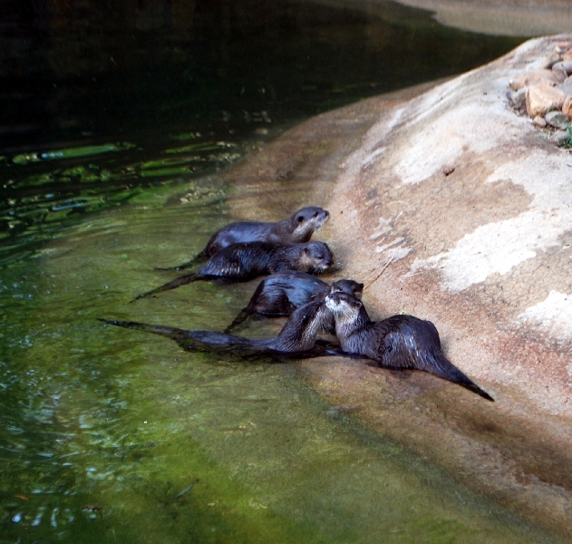 AZA 9-17-11 Atlanta Zoo