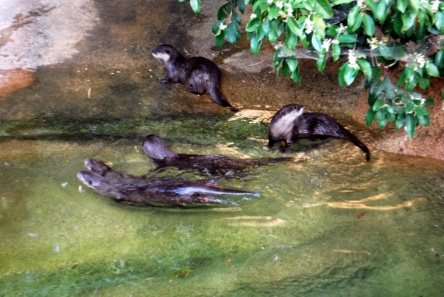 AZA 9-17-11 Atlanta Zoo