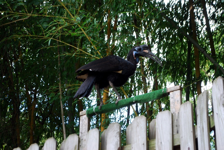 AZA 9-17-11 Atlanta Zoo