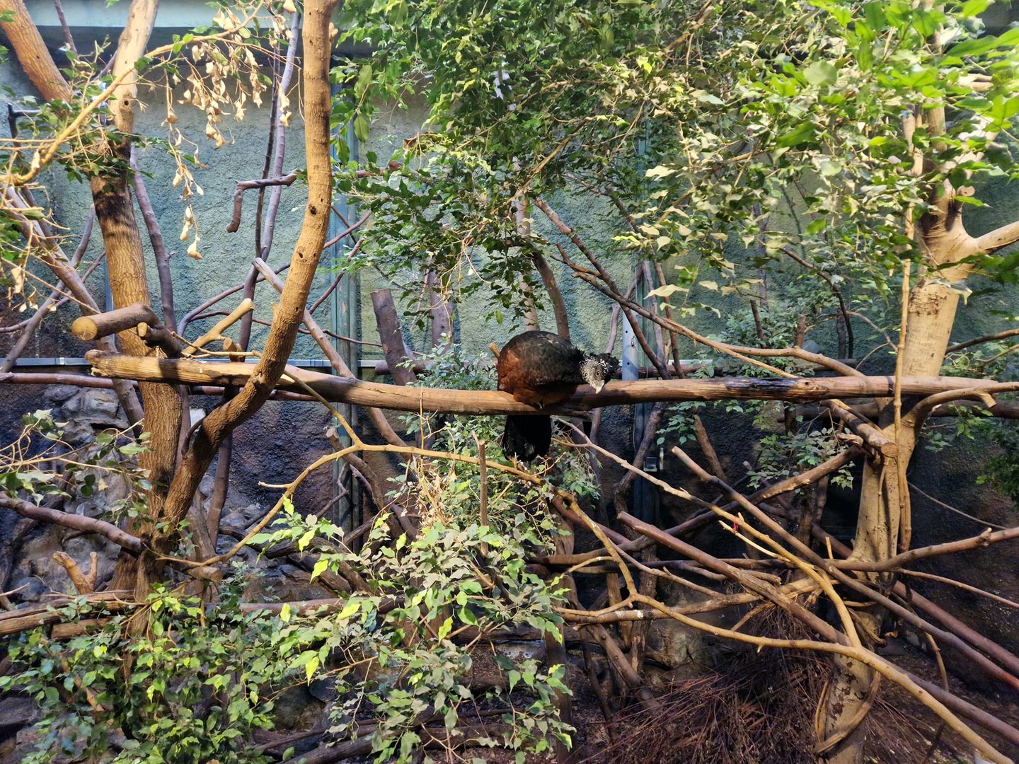 Azara Agouti/Great Curassow/Channel-billed Toucan, Tropical House
