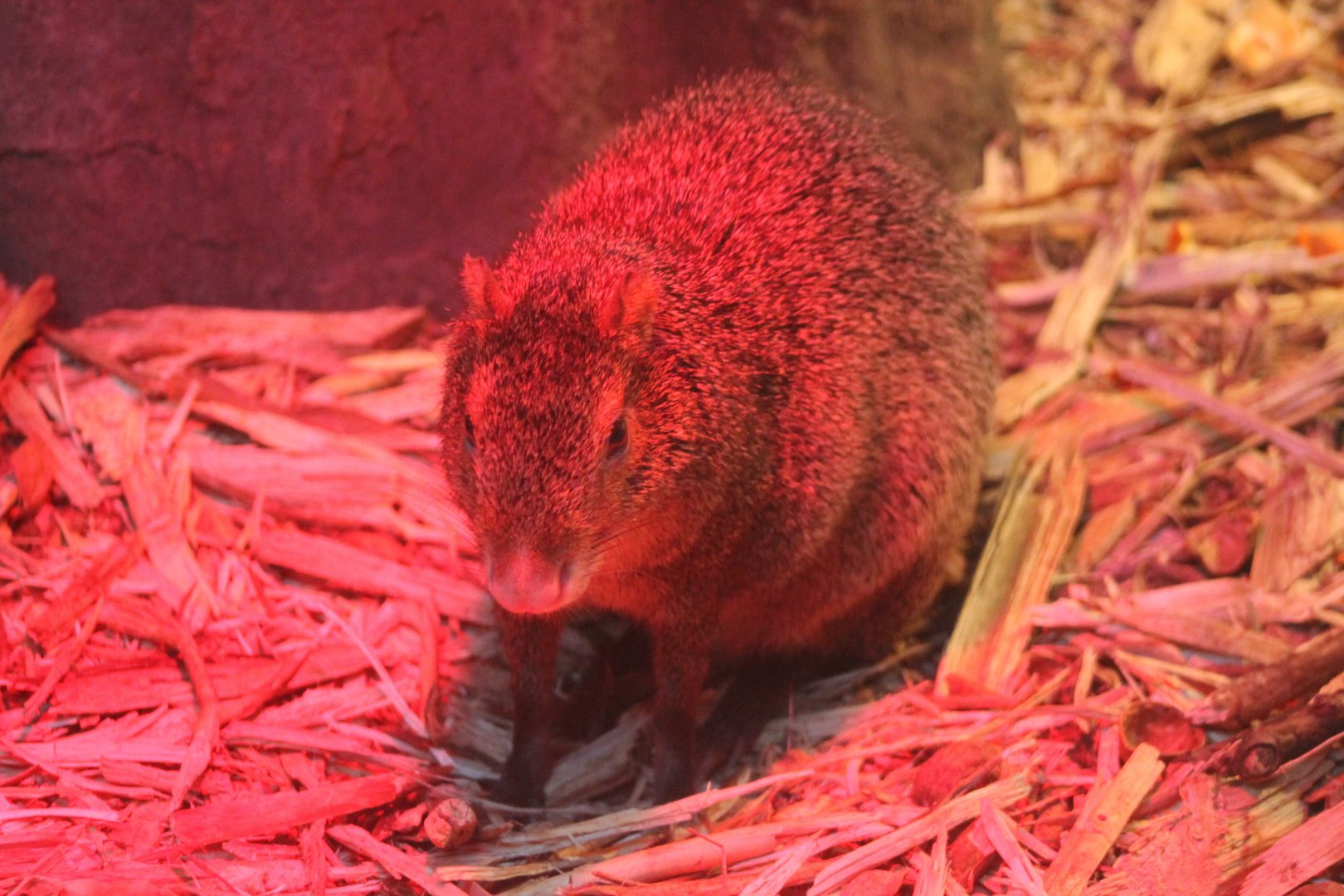 Azara agouti