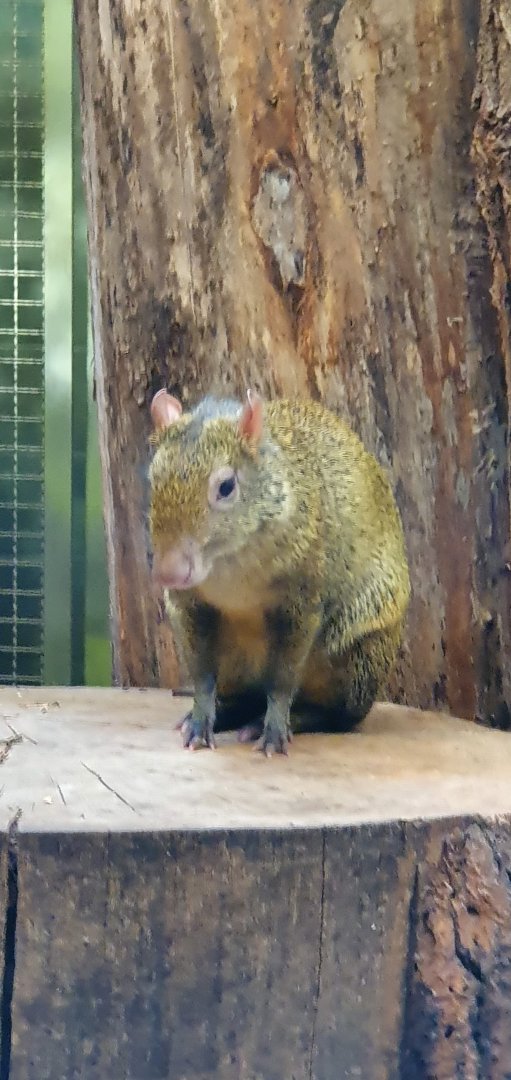 Azara agouti