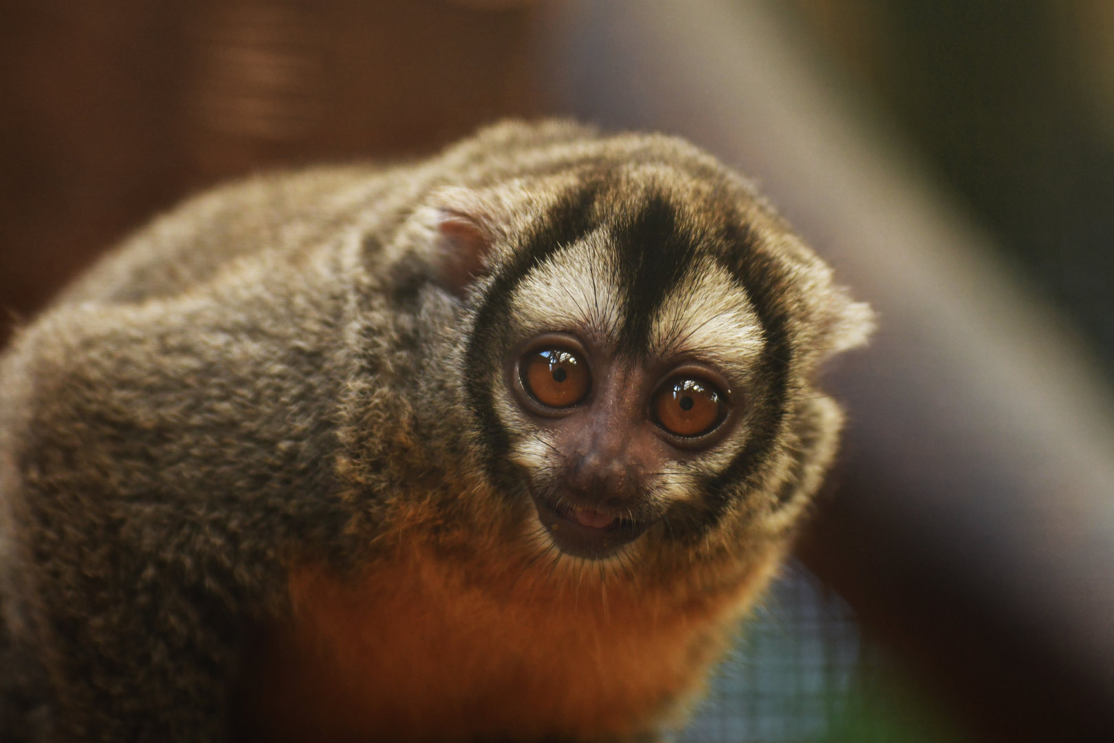 Azara night-monkey (Aotus azarae)