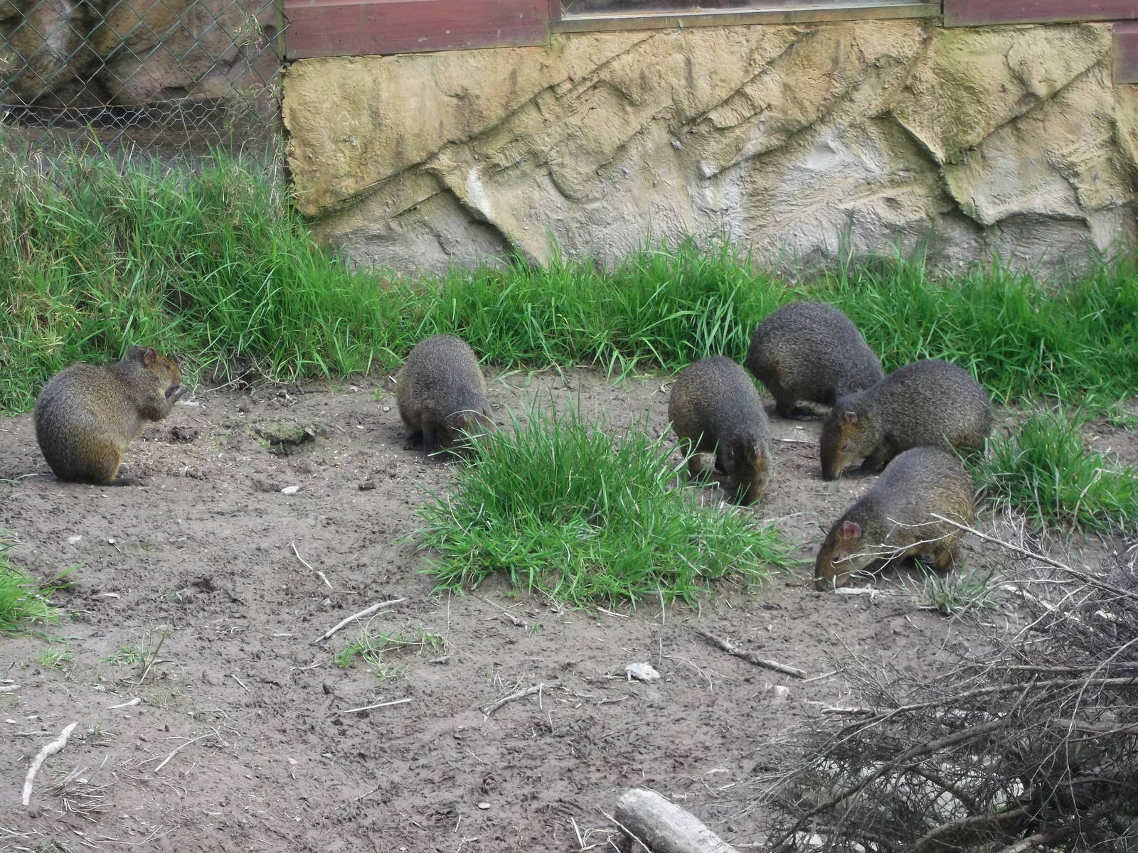 Azara`s Agouti 12/4/2014