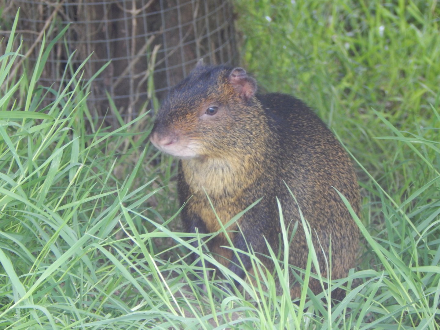 Azara's agouti 060625