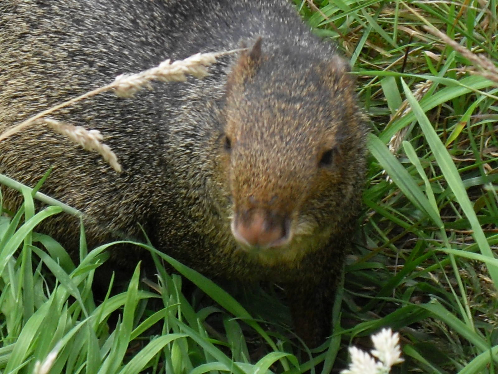 azaras agouti 07/10