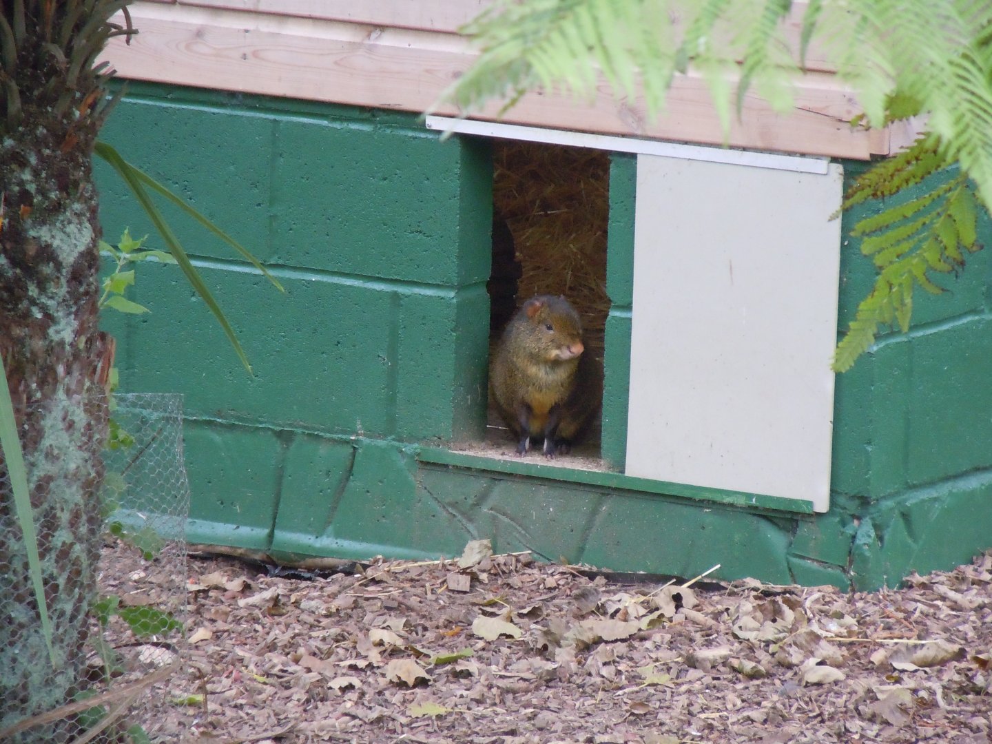 Azara's agouti 070920