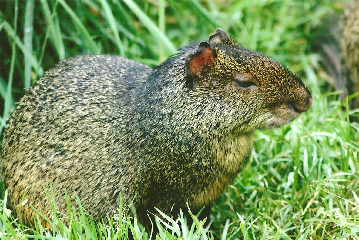 Azara's Agouti 12th September 2012