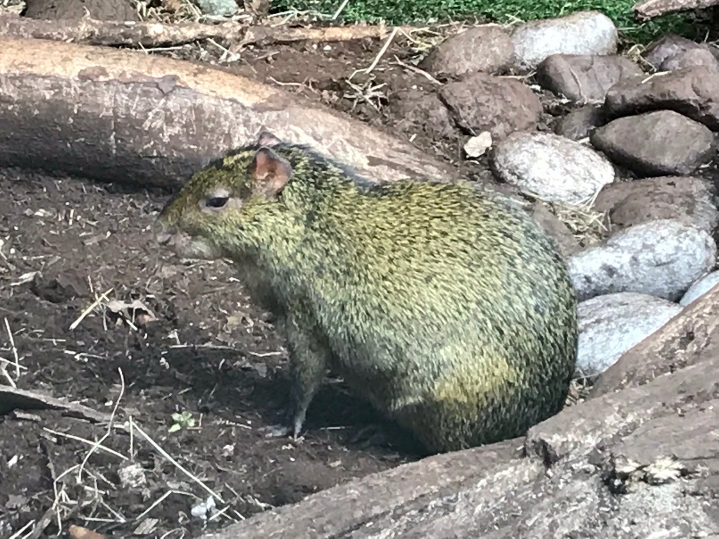 Azara’s agouti 150918