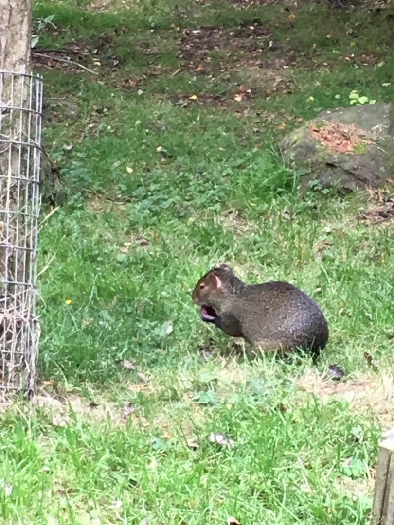 Azara’s agouti (2019)