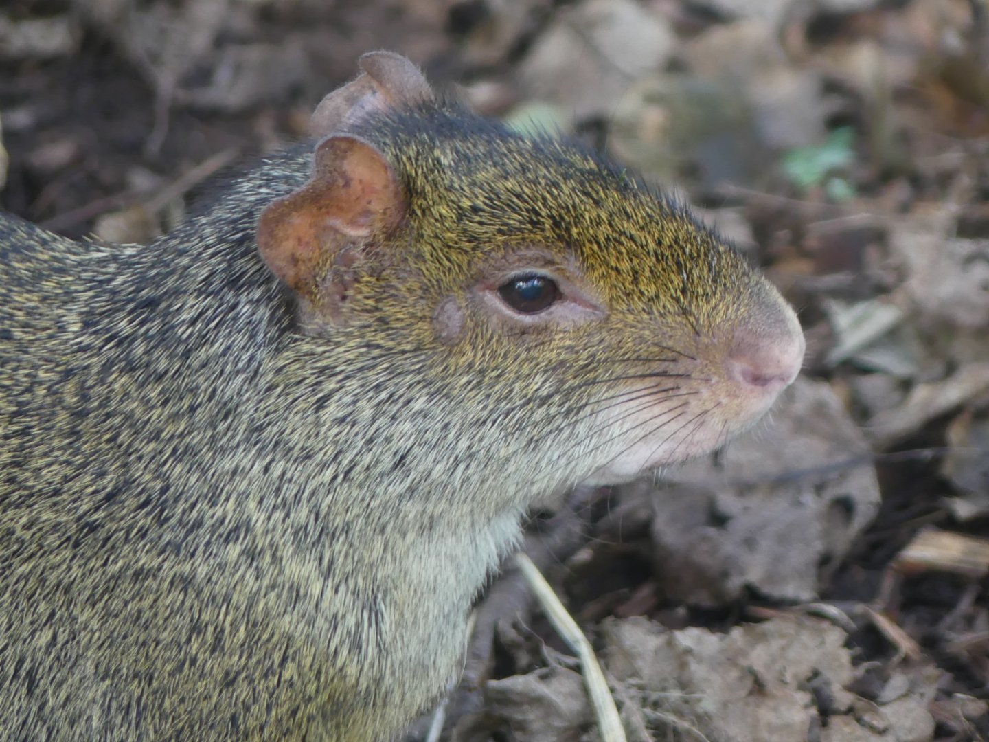 Azara’s Agouti - 21.10.24