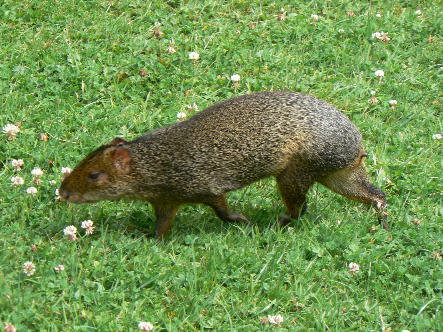 Azara's Agouti - 21 July 2017