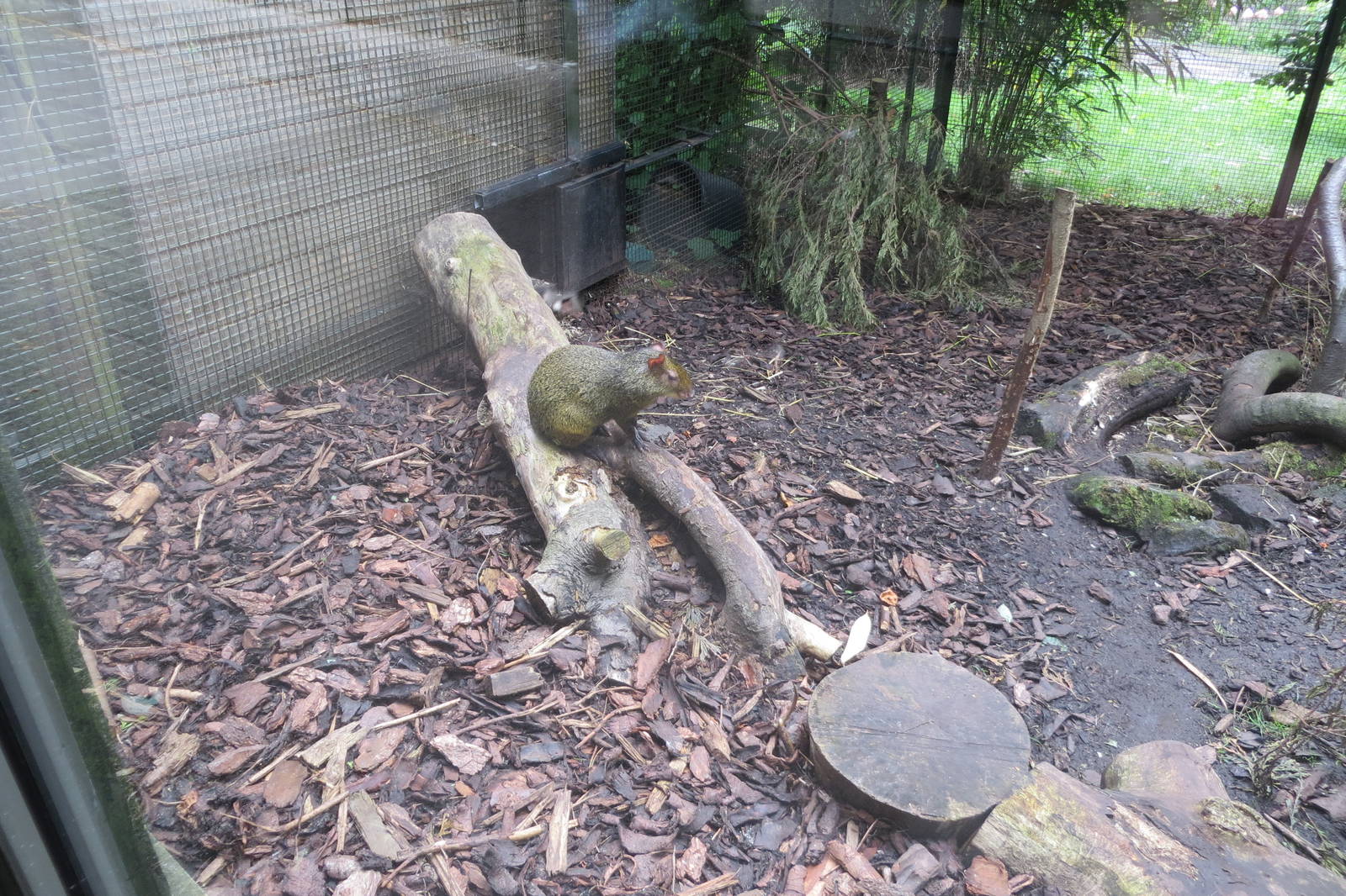 Azara's Agouti 240815