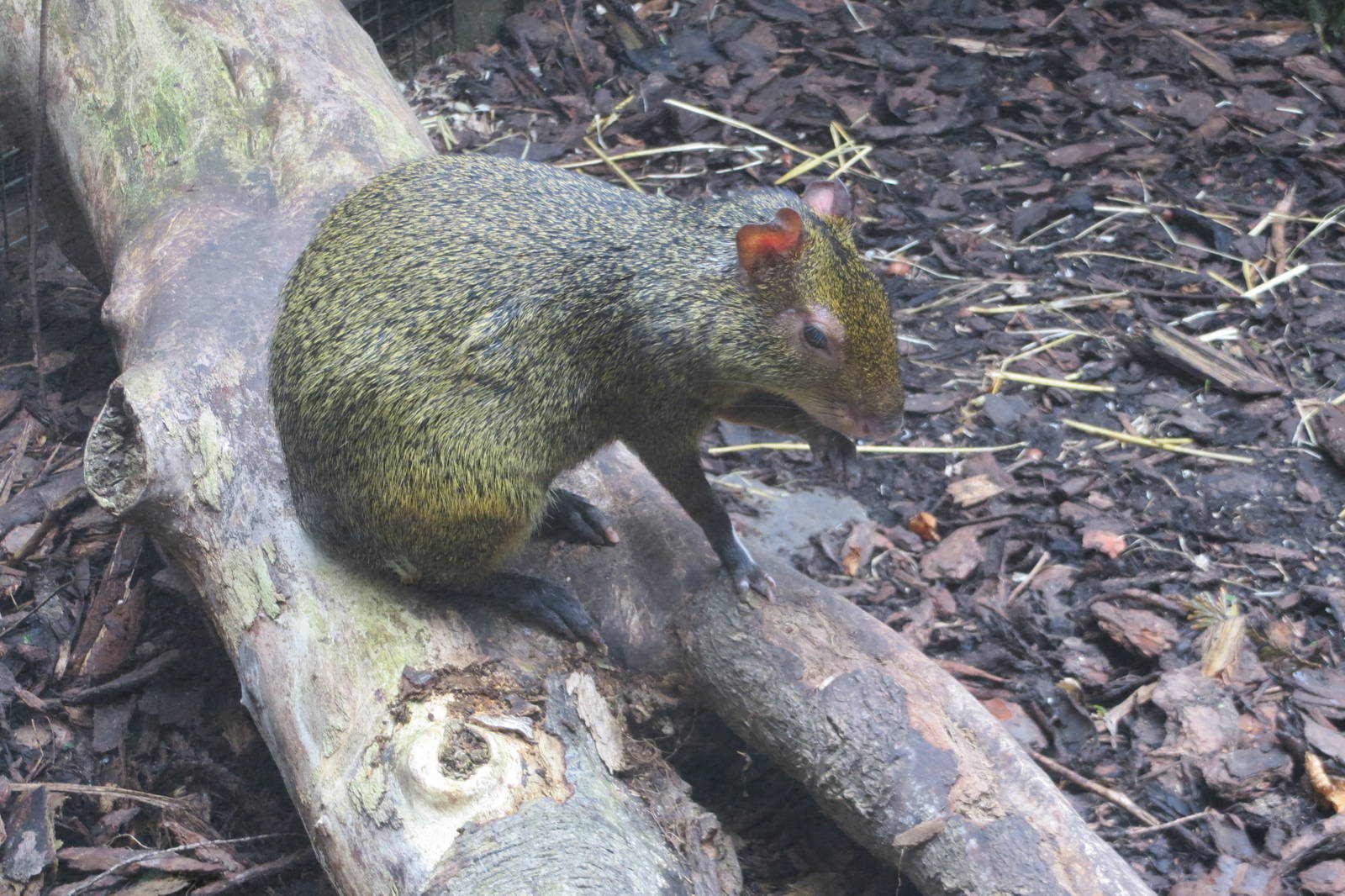 Azaras Agouti 240815