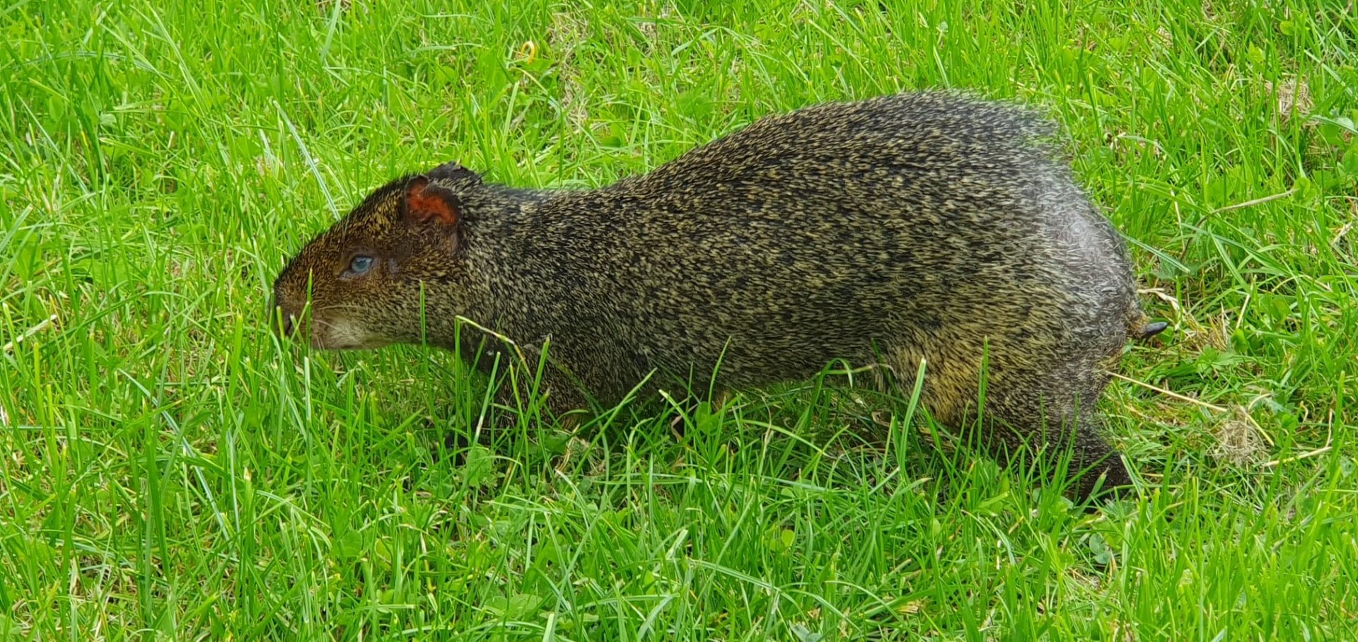 Azara's Agouti 25/7/23