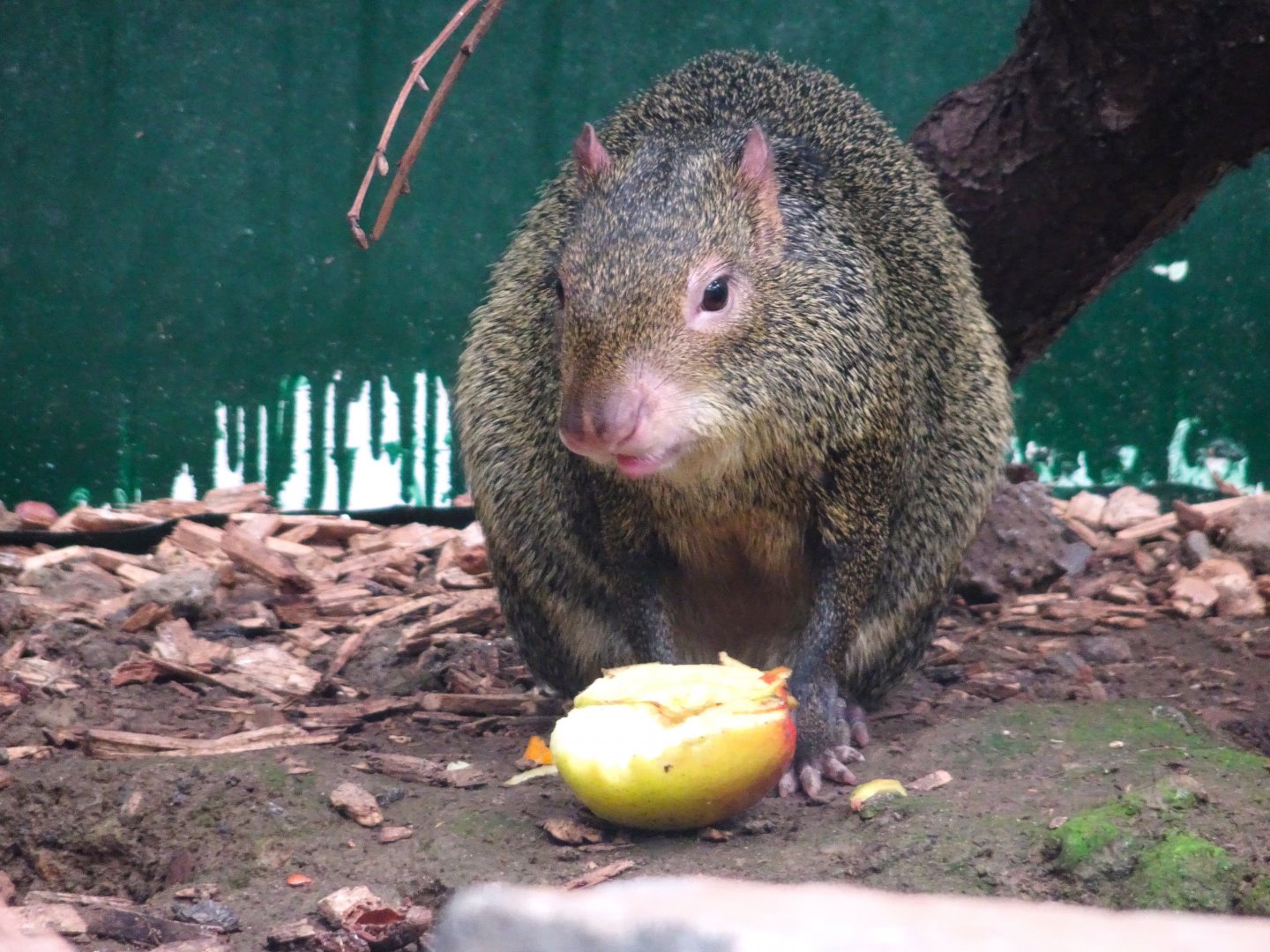 Azara's Agouti    25 May 2025