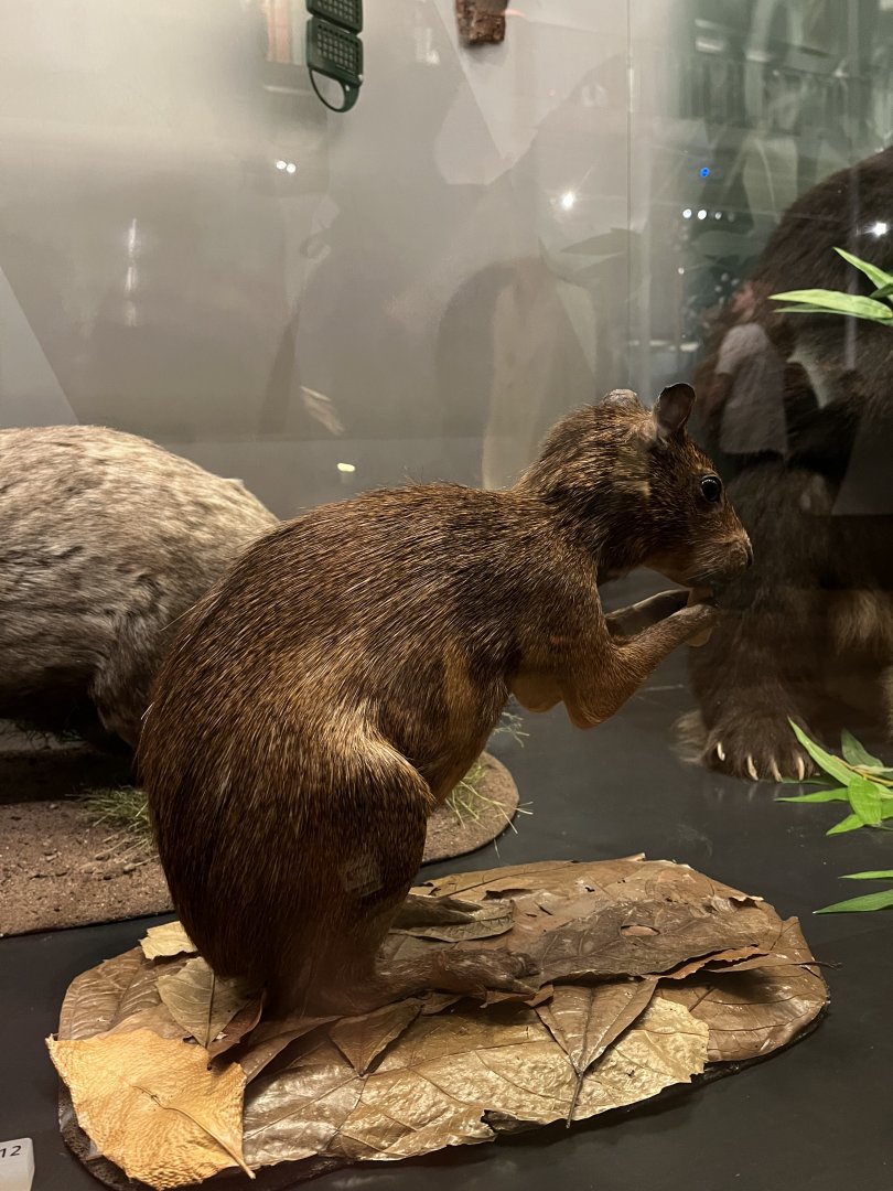 Azara’s agouti 29.7.23