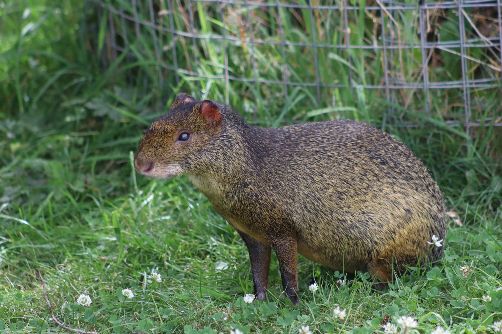 Azara's Agouti - 30 July 2020
