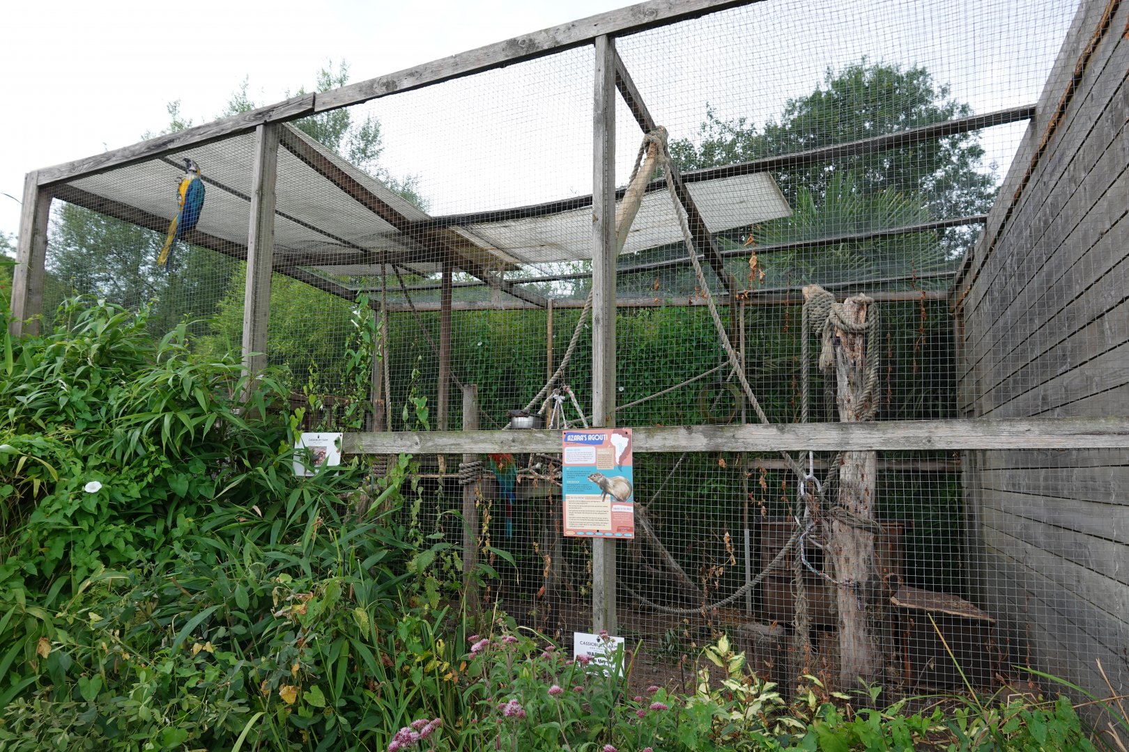 Azara's agouti and macaw enclosure