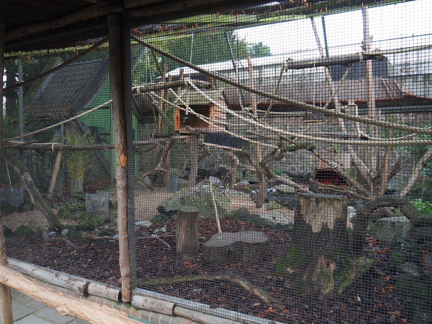Azara's agouti and White-faced saki exhibit, 2019-10-05