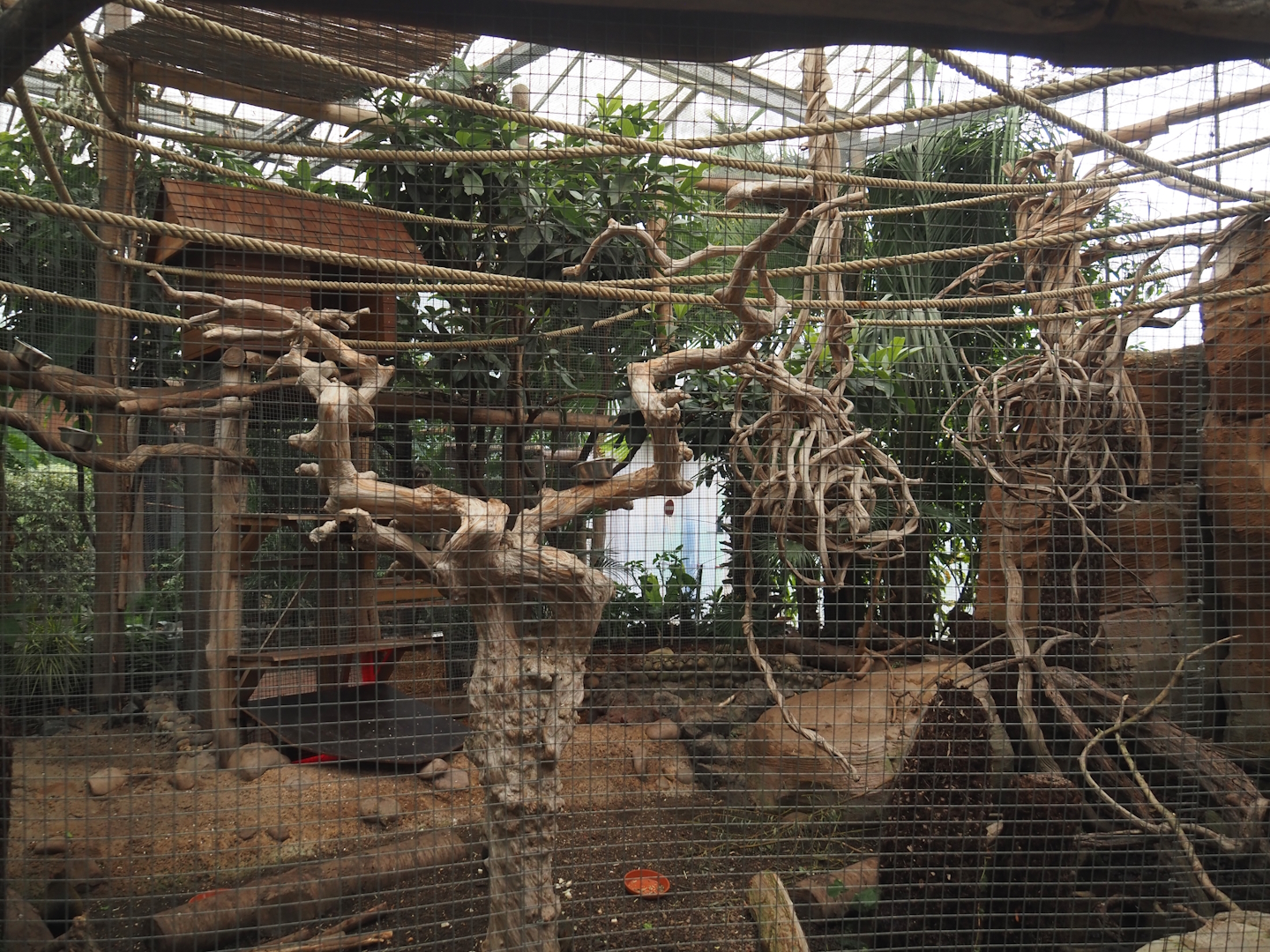 Azara's agouti and White-faced saki exhibit, 2024-09-17