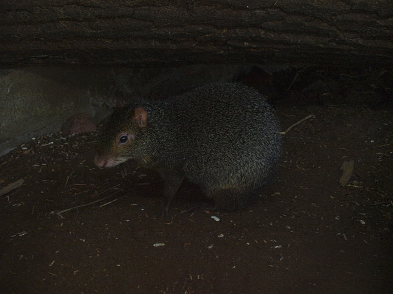 Azara's agouti (April 19th, 2015)