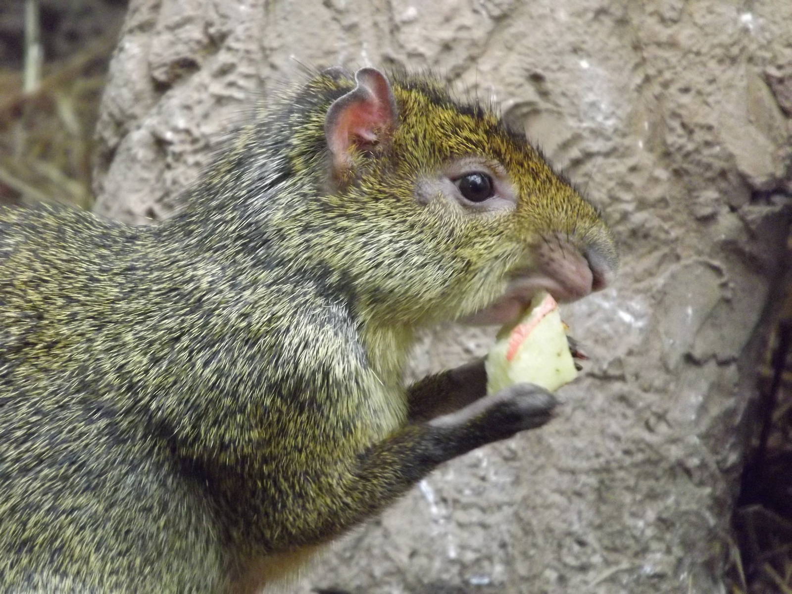 Azara's Agouti at Chester Zoo 31/03/12