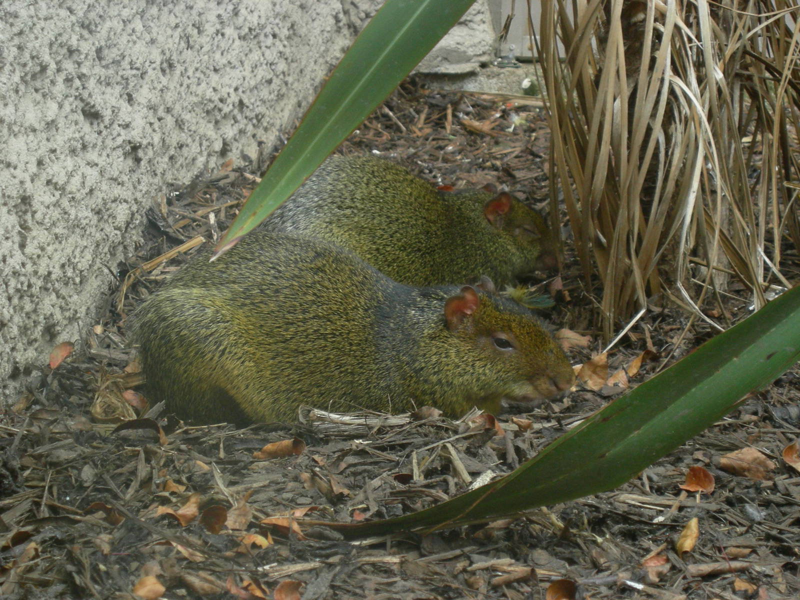Azara's agouti at Chester zoo