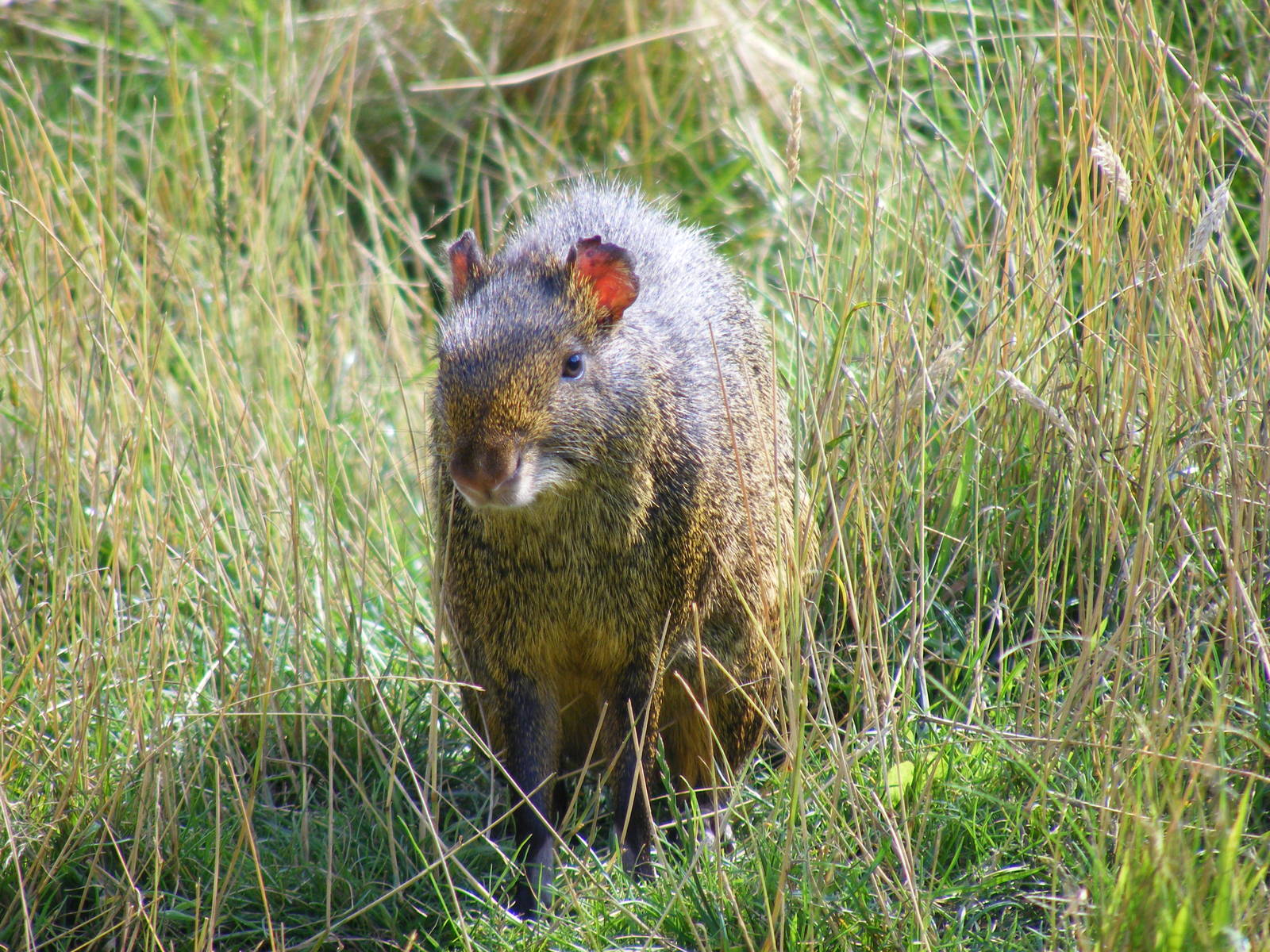 Azara's agouti at Noah's Ark Zoo Farm, 31 July 2010