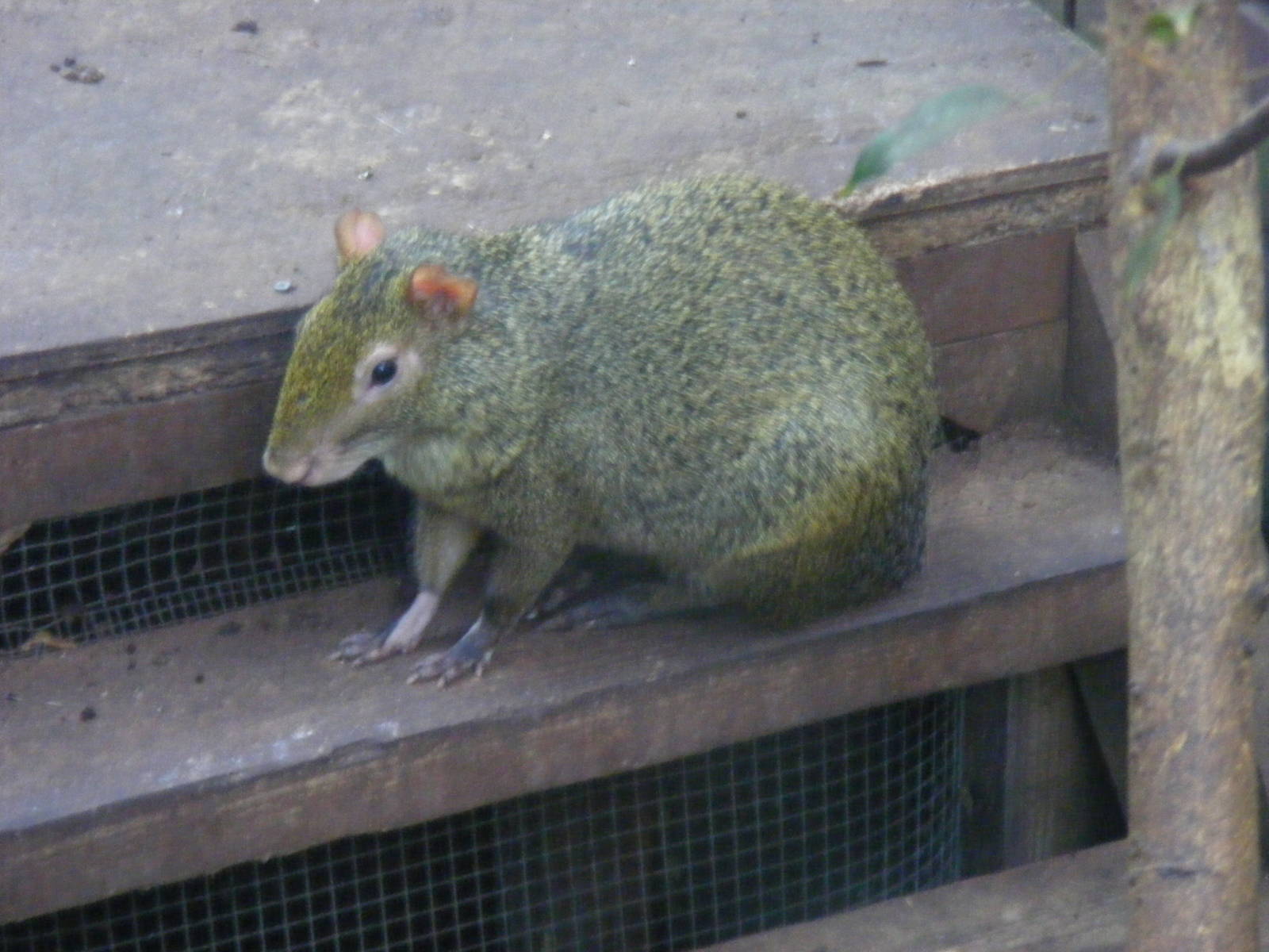 Azara's agouti at The Living Rainforest, 24 October 2010