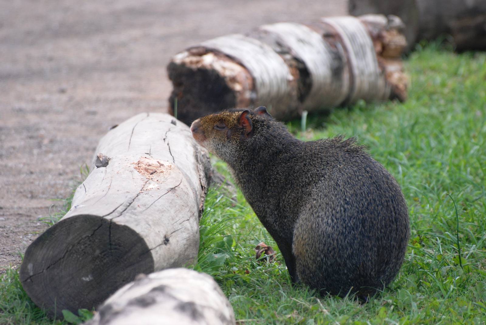 Azara's Agouti at Yorkshire WP, 05/08/12