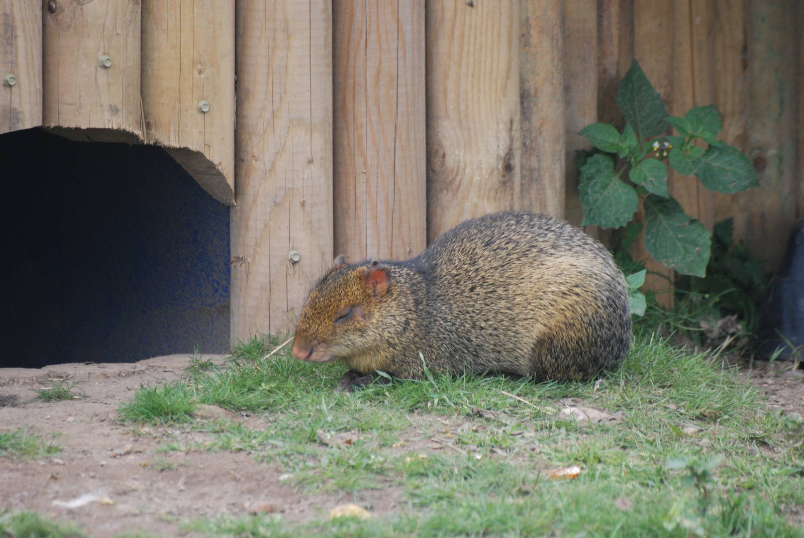 Azara's Agouti at Yorkshire WP, 07/08/11