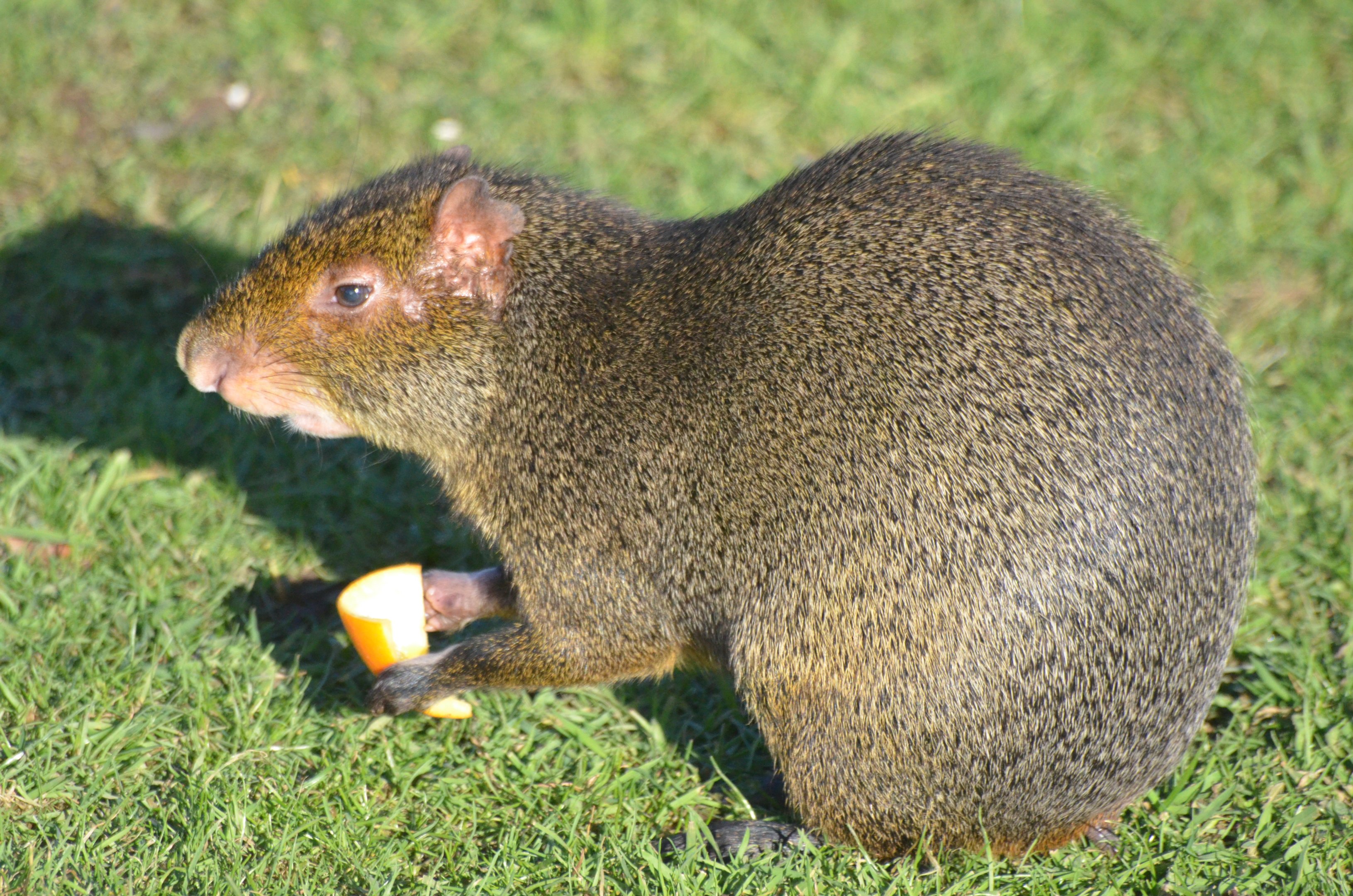 Azara's Agouti at Yorkshire WP, 14/01/17