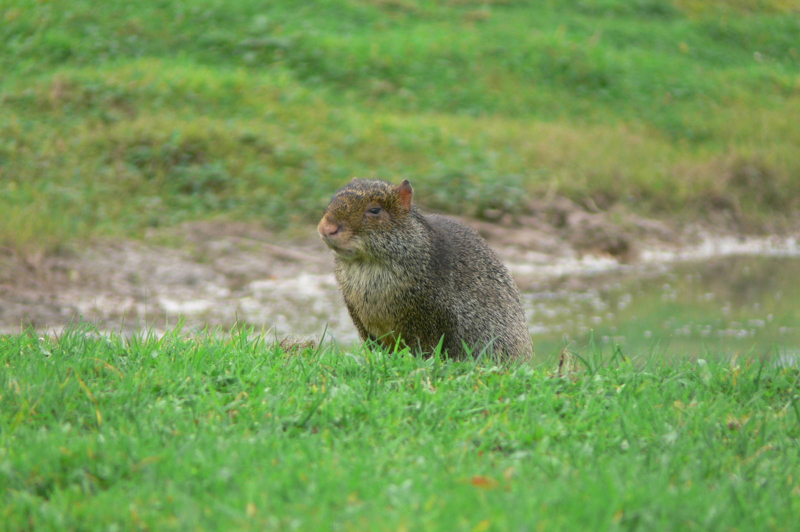 Azara's Agouti at Yorkshire WP, 28/10/14