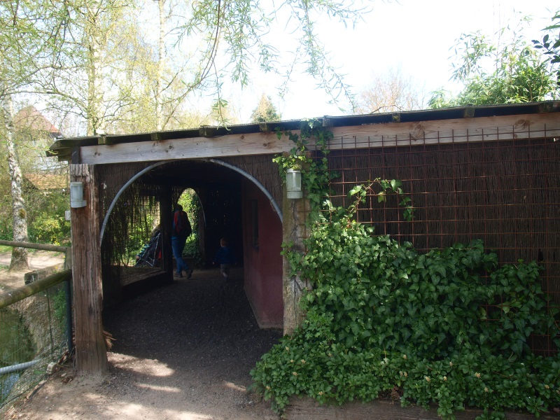 Azara's agouti building (April 19th, 2015)