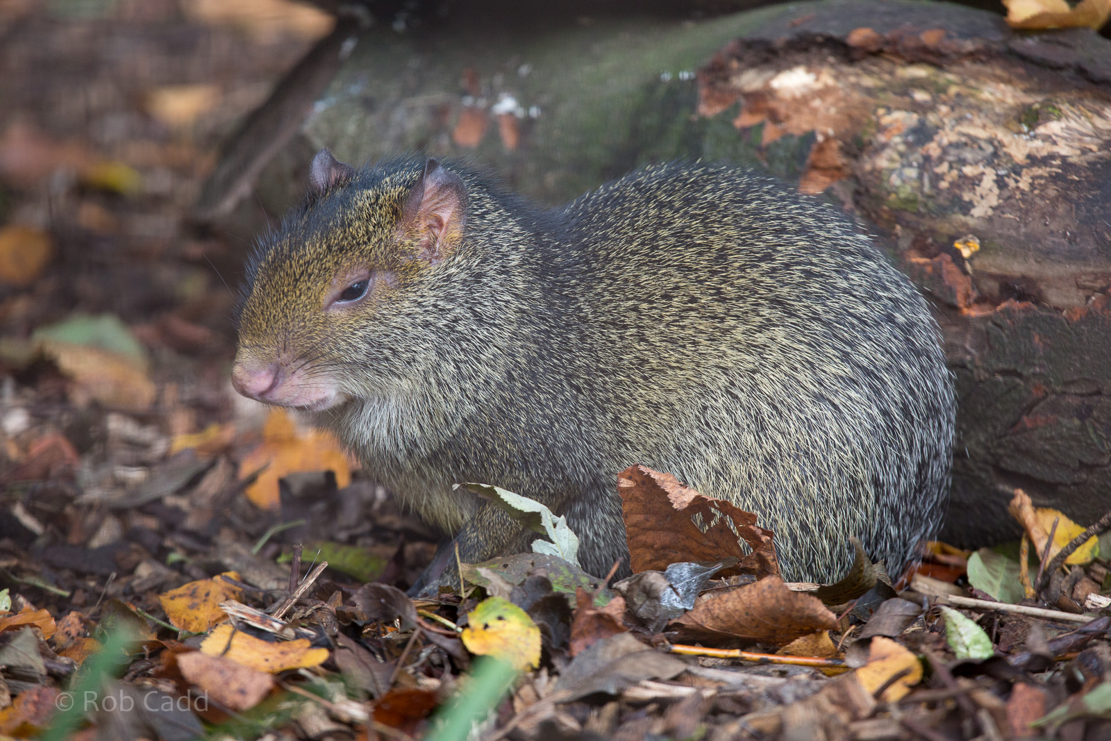Azara's agouti : Cotswold WP : 25 Oct 2014