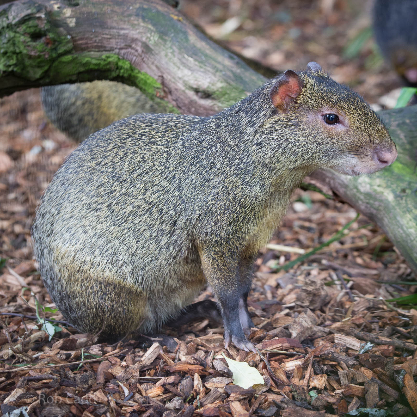Azara's agouti : Cotswold WP : 27 Jun 2014