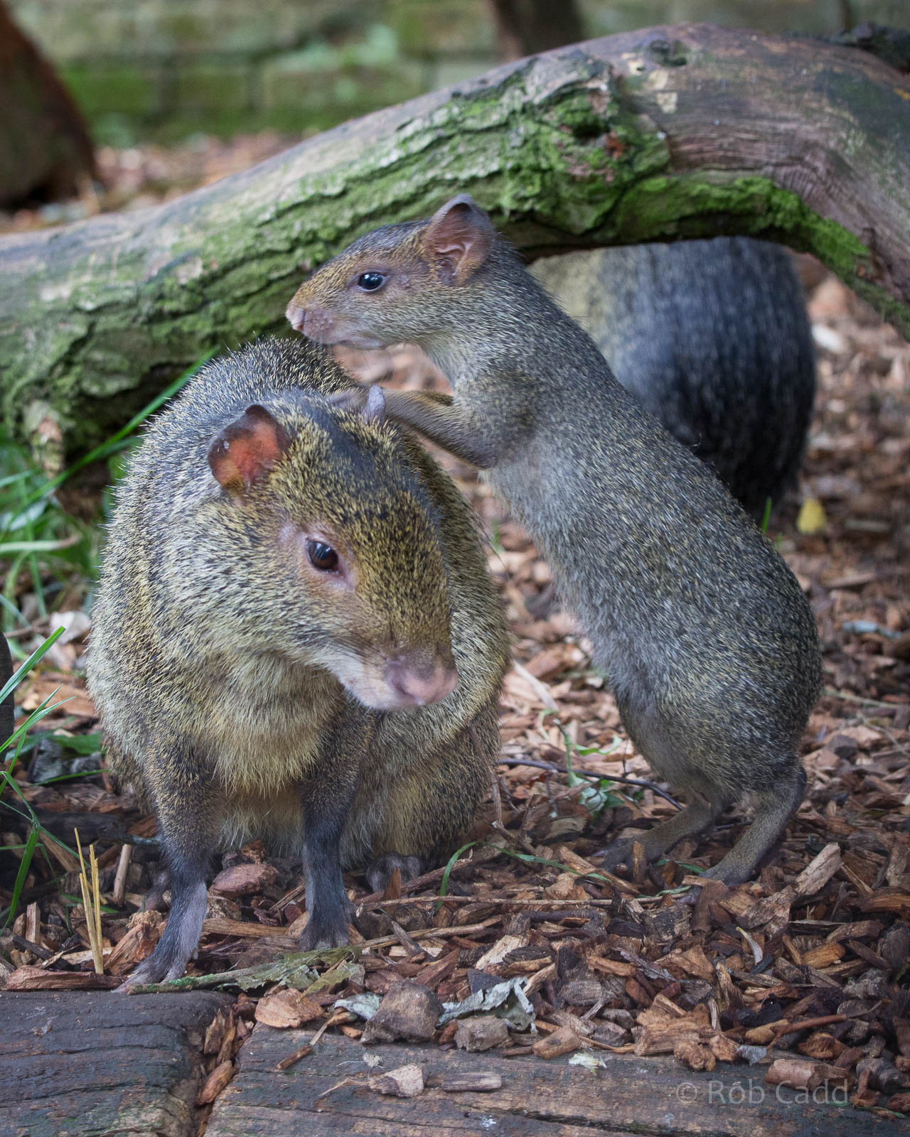 Azara's agouti : Cotswold WP : 27 Jun 2014