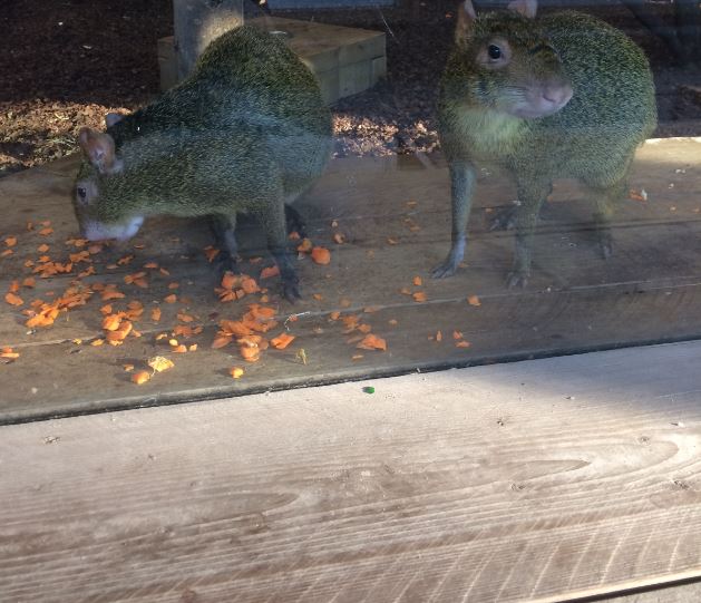Azara's Agouti (Dasyprocta azarae) 17-11-2018